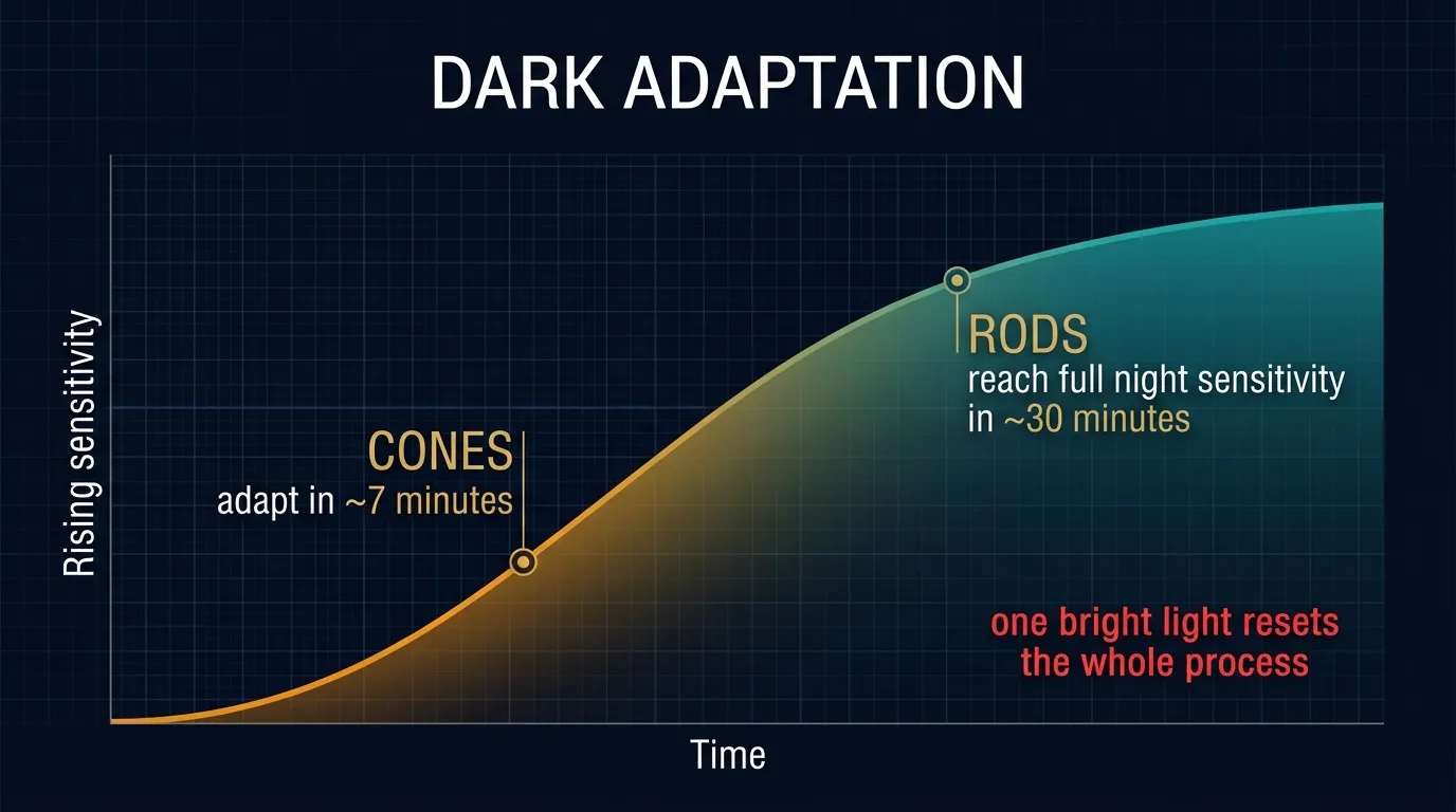 Dark adaptation — cones in 7 minutes, rods in 30