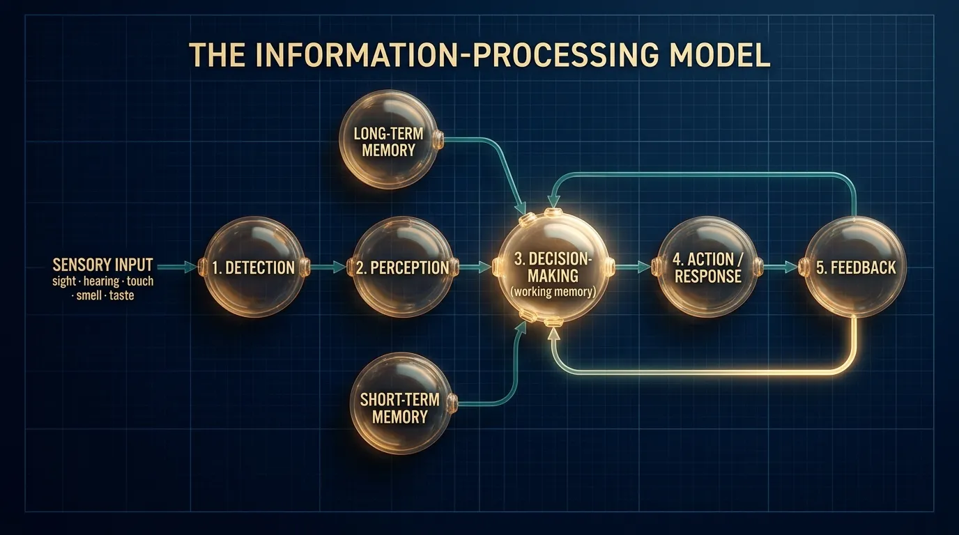 The information-processing model