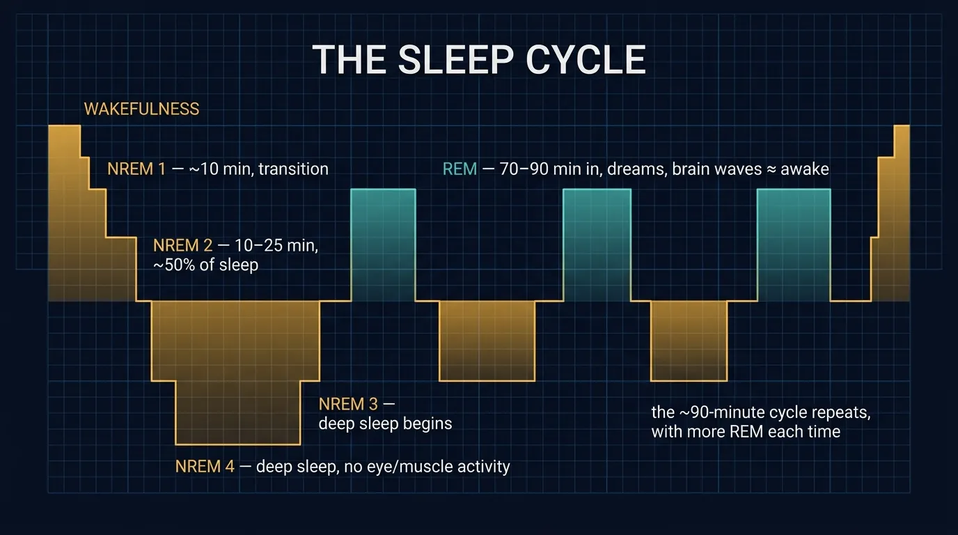 The NREM/REM sleep cycle