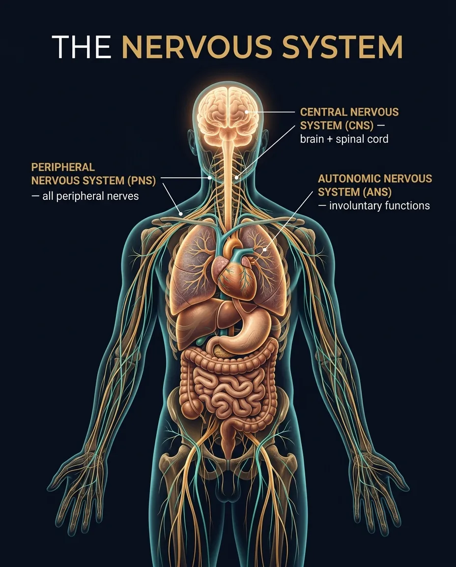 The nervous system — CNS, PNS and ANS