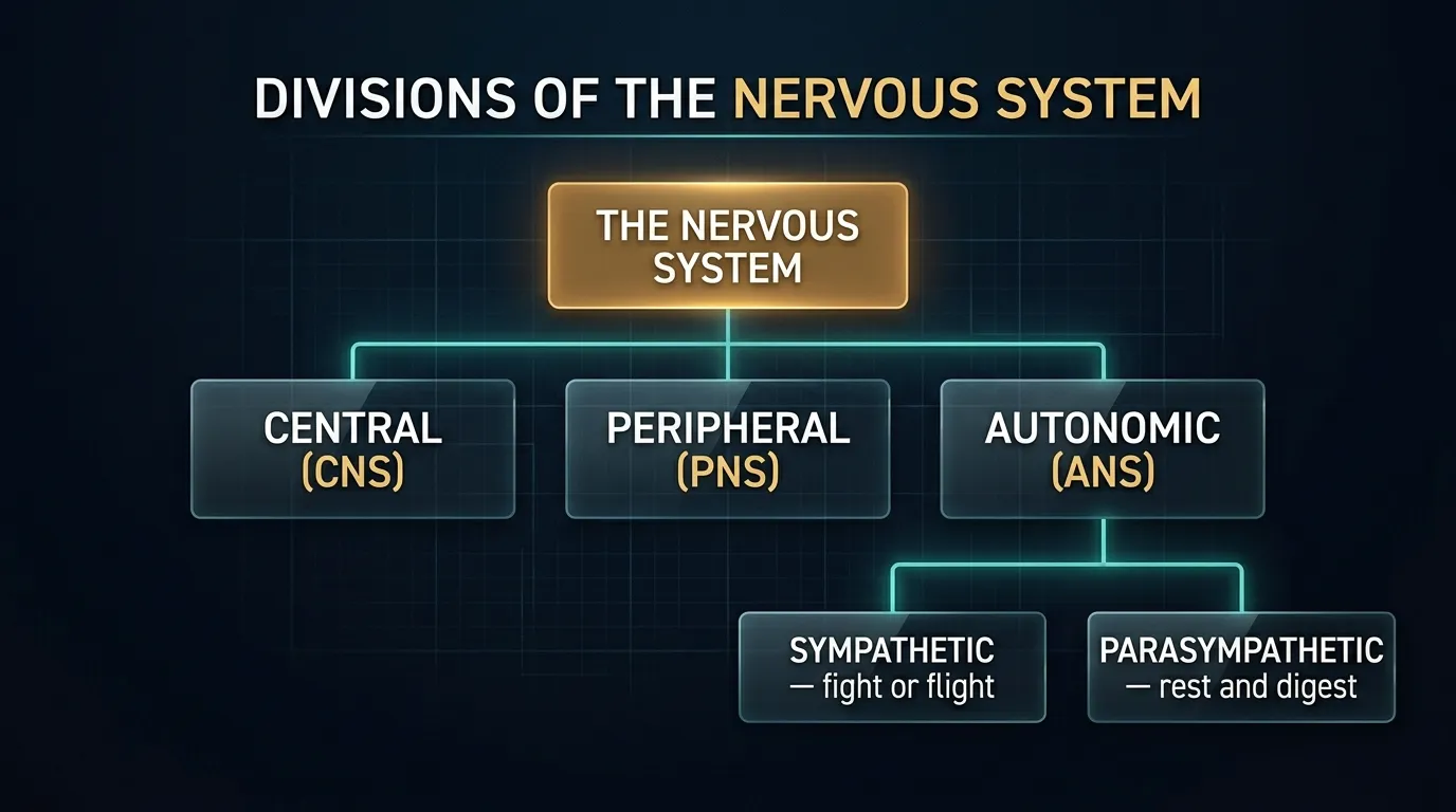 The three divisions of the nervous system