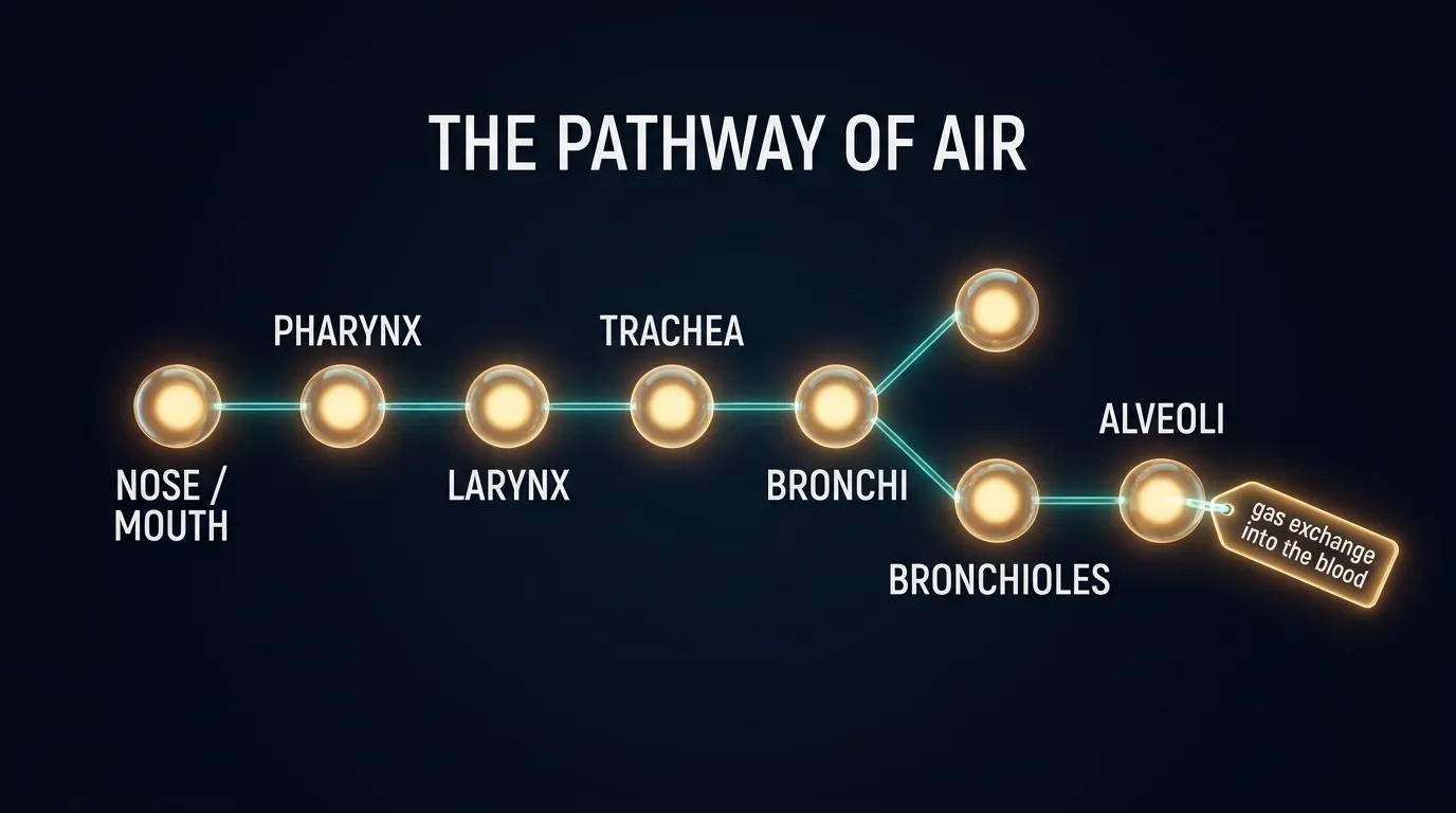 The pathway of air from nose to alveoli