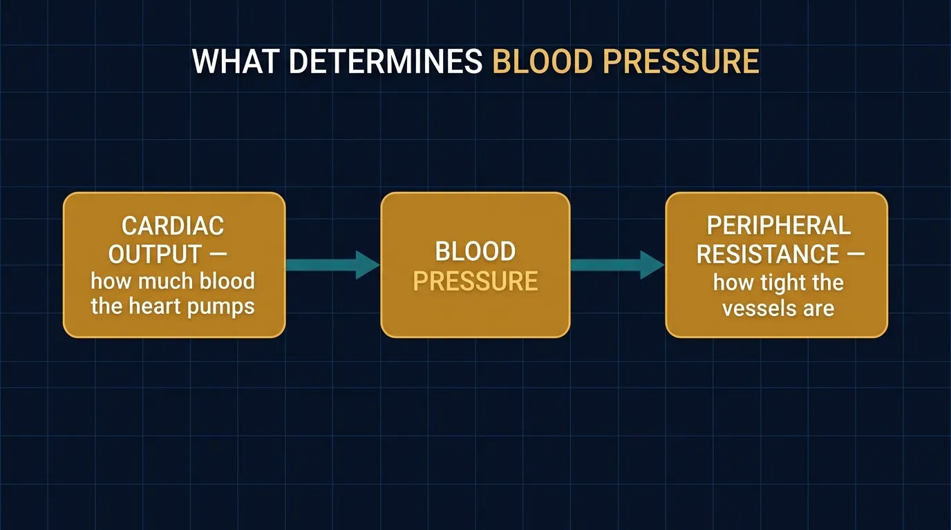 What determines blood pressure