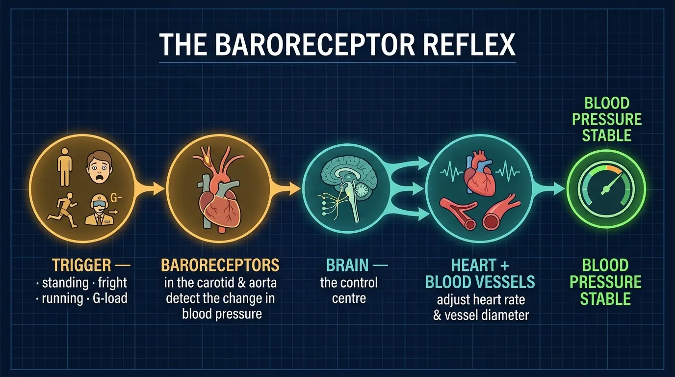 The baroreceptor reflex